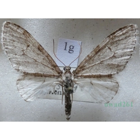 Trichopteryx carpinata (Borkhausen, 1794) Płatynka grabówka Czech1g